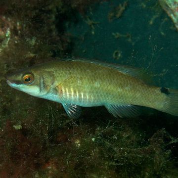 Goldsinny-wrasse