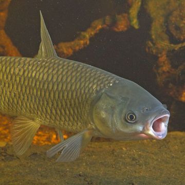 Grass carp