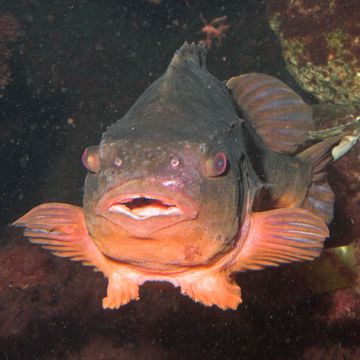 Lumpfish