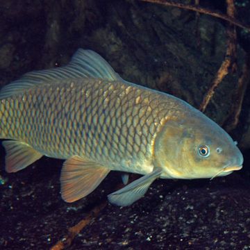 Cyprinus carpio