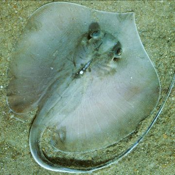 Common stingray