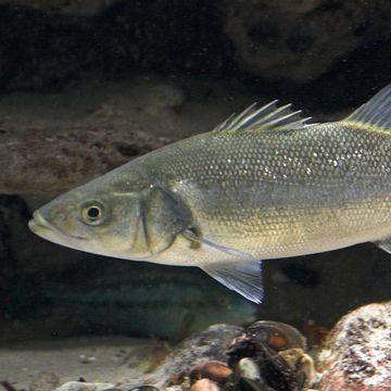 Dicentrarchus labrax