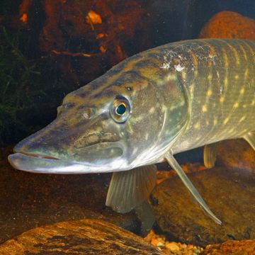 Esox lucius