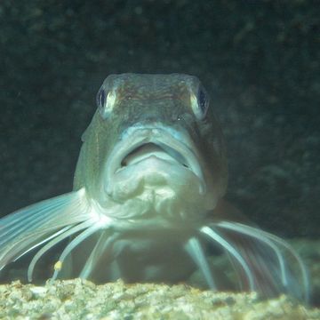 Grey gurnard