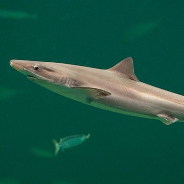 Tope shark