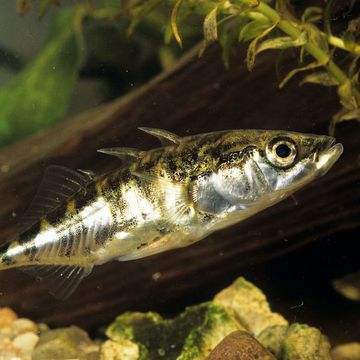 Three-spined stickleback
