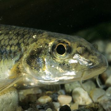 Gudgeon