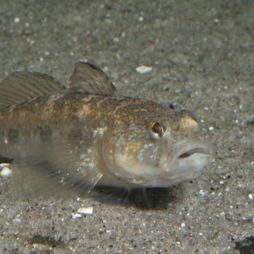 Black goby