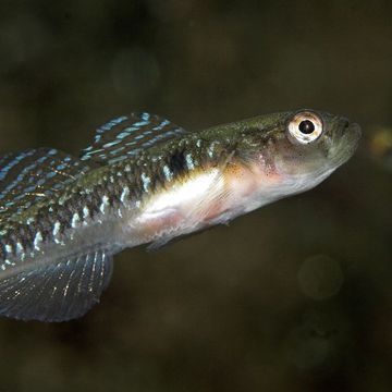 Two-spotted goby
