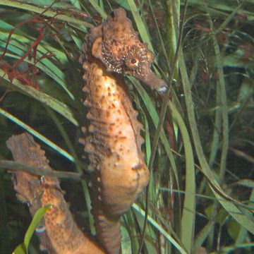 Short snouted seahorse