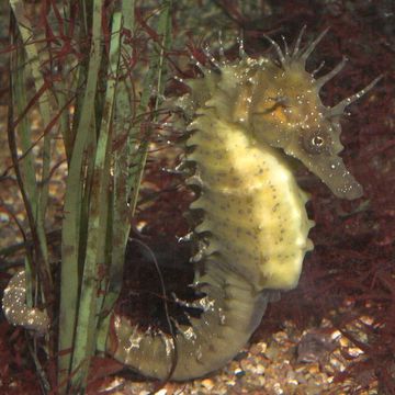 Long-snouted seahorse