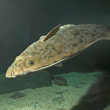 Atlantic halibut