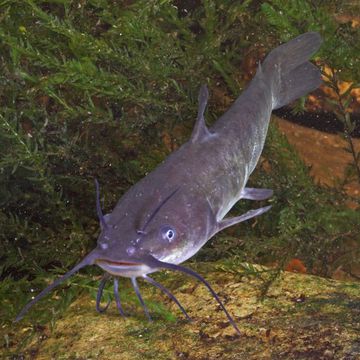 Brown bullhead