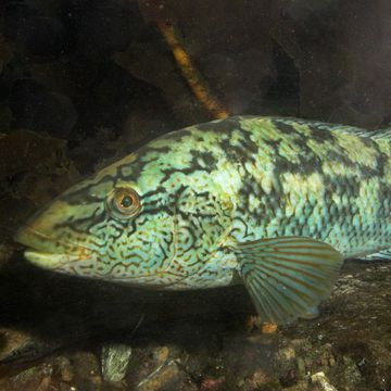 Ballan wrasse