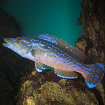 Cuckoo wrasse