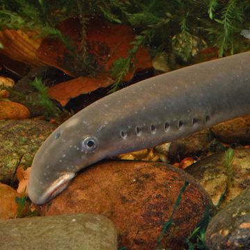 River lamprey