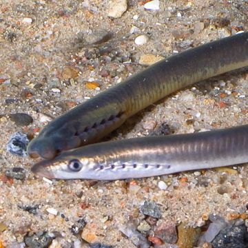 European brook lamprey