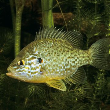 Lepomis gibbosus