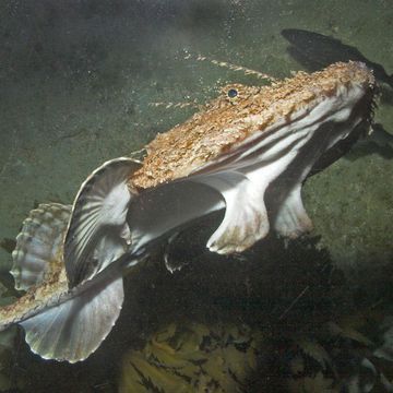 Lophius piscatorius