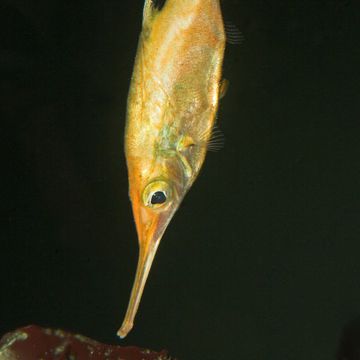 Macroramphosus scolopax