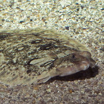 Lemon sole