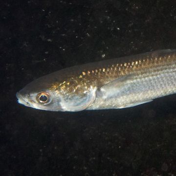 Flathead grey mullet