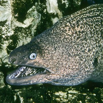 Mediterranean moray