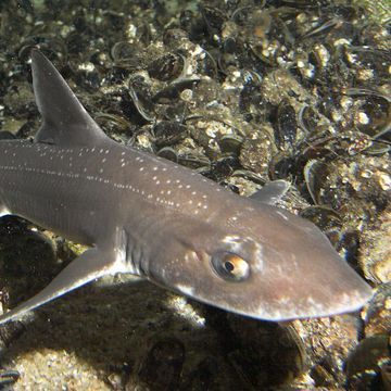 Starry smooth-hound