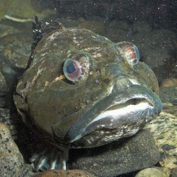 Shorthorn sculpin