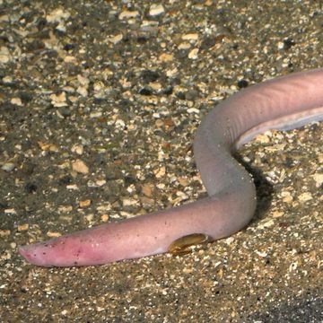 Hagfish