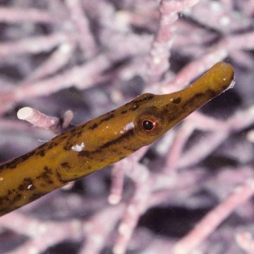 Straightnose pipefish