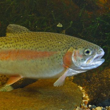 Oncorhynchus mykiss