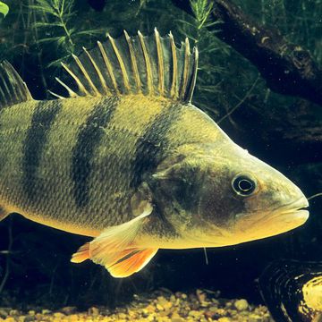 European perch