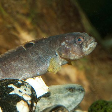 Pholis gunnellus