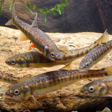 Eurasian minnow