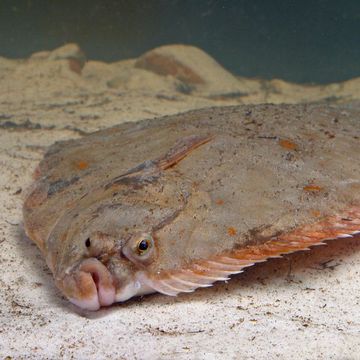 European flounder