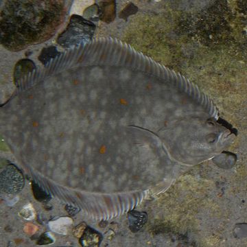 European plaice