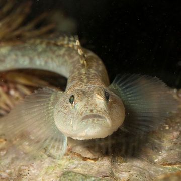 Sand goby