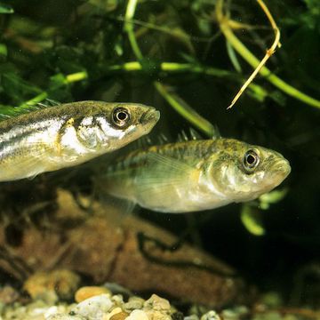 Ninespine stickleback