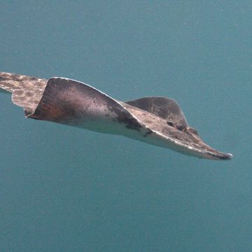 Thornback ray