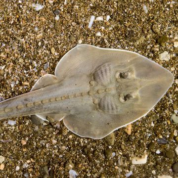 Common guitarfish