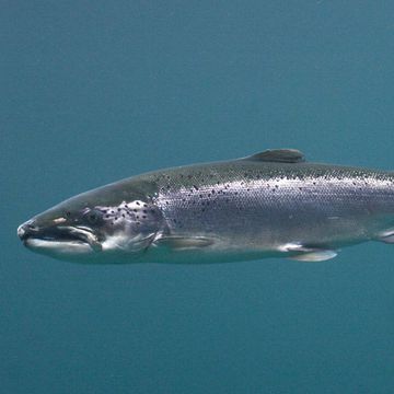 Atlantic salmon