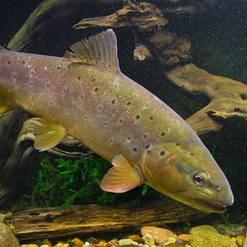 Salmo trutta f. fario