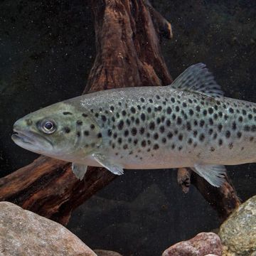 Salmo trutta f. lacustris