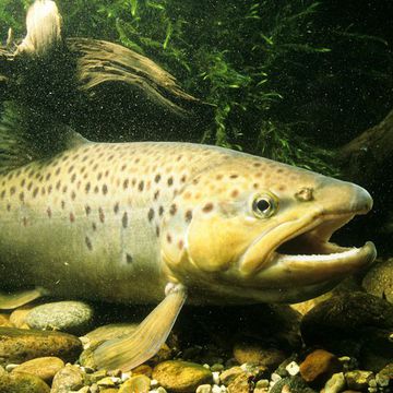 Salmo trutta f. trutta