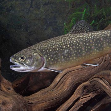 Brook trout