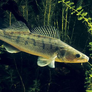 Pike-perch