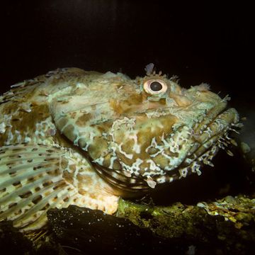 Red scorpionfish