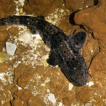 Small-spotted catshark