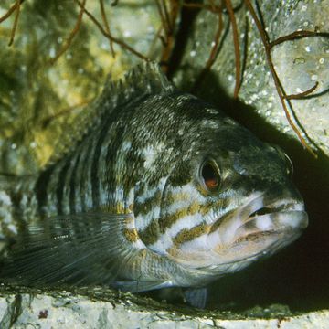 Serranus cabrilla